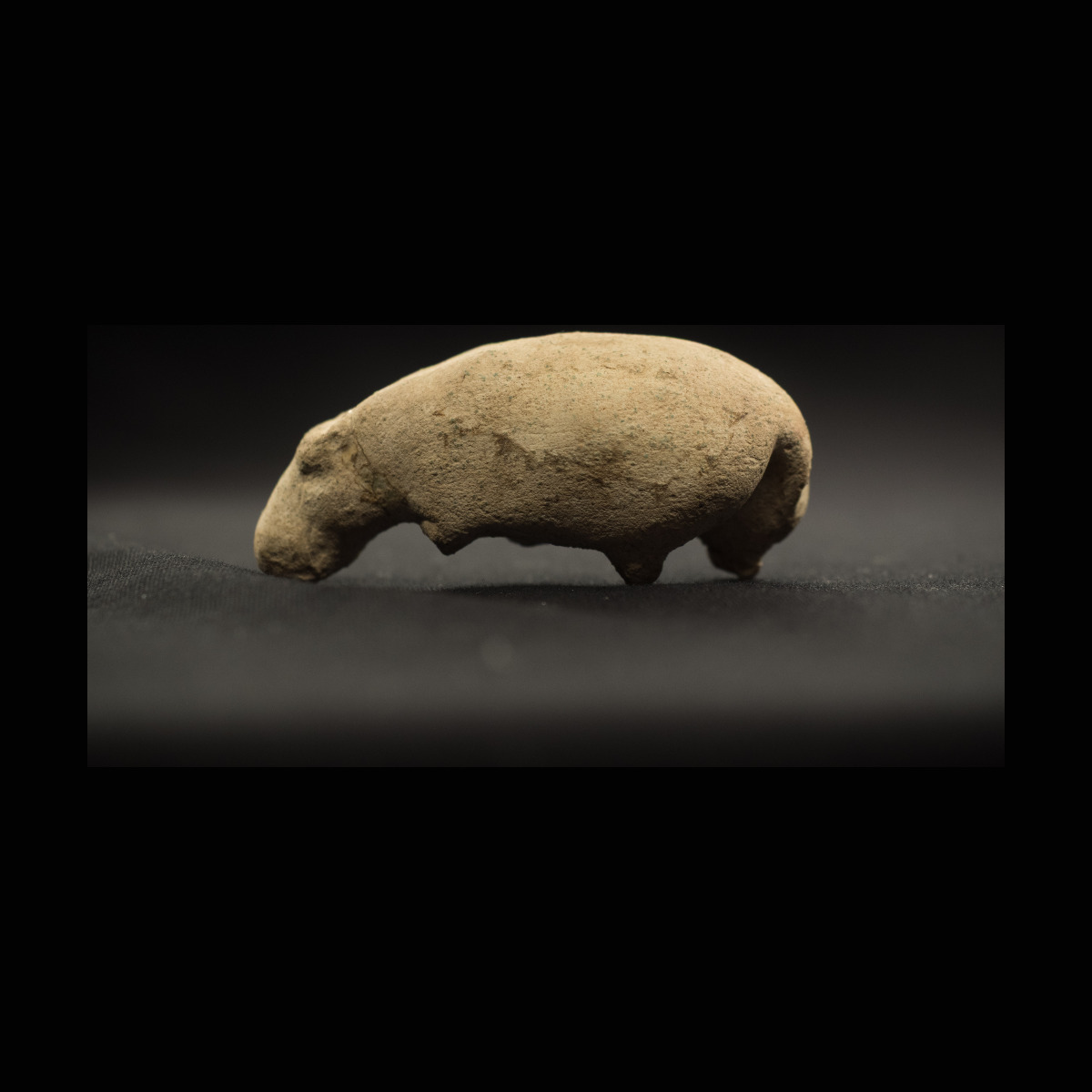 Hippopotame marchant