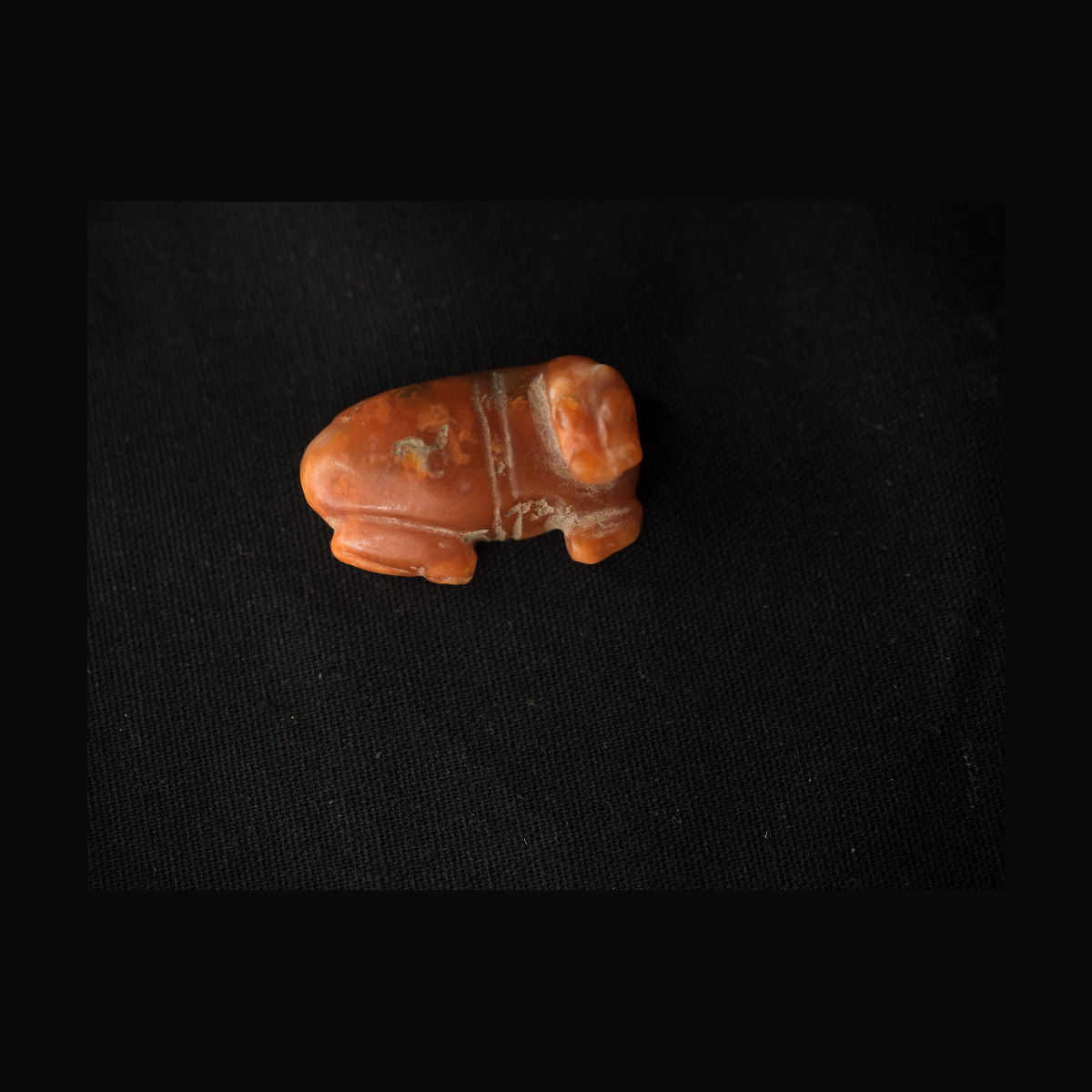 Rare hippopotame couché